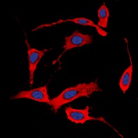 Anti-HER4 (Phospho-Y1284) Antibody