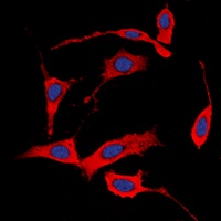 HER4 (phospho-Y1284) antibody