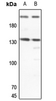 ERCC5 Antibody