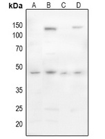 CD142 (Phospho-S290) Antibody