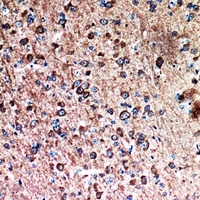 FAF1 antibody