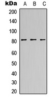 CANP Antibody