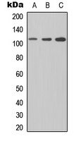 CD307e Antibody