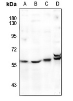 FOXD3 Antibody