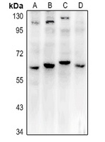 Frizzled 4 Antibody