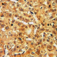 Frizzled 4 Antibody