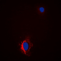 Anti-GAB1 (Phospho-Y627) Antibody