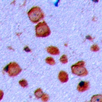 Anti-GAP43 Antibody