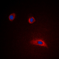 Anti-GAP43 Antibody