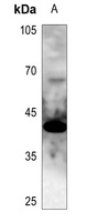 GATA1 Antibody