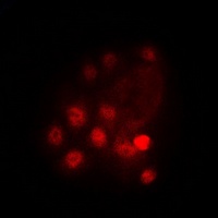 Anti-GATA3 (Phospho-S308) Antibody