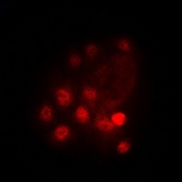 GATA3 (phospho-S308) antibody