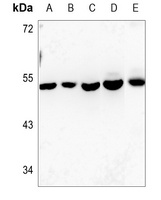Connexin 46 Rabbit Polyclonal Antibody