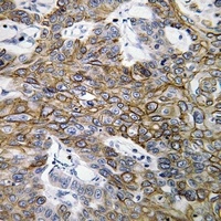 Anti-Connexin 46 Antibody