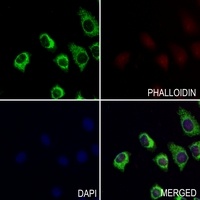 Connexin 46 antibody