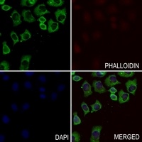 GNG13 antibody