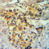Anti-GNG5 Antibody