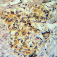 GNG5 antibody