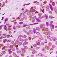 GNL3L Antibody