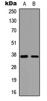 GPR119 Antibody