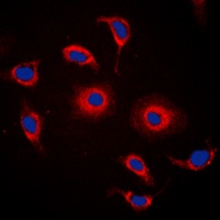 GPR119 antibody