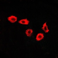 GPR123 antibody