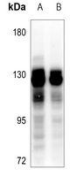 GPRIN1 Antibody