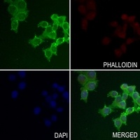 NMDAR1 antibody