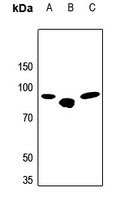 Beta-glucuronidase Antibody