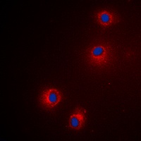 Granzyme H antibody