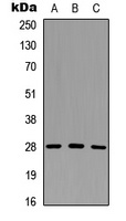 Granzyme M Antibody