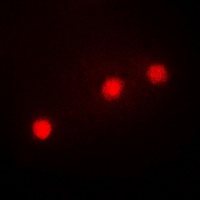 Anti-HAND1 Antibody