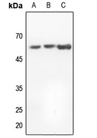 Histone Deacetylase 1 Antibody