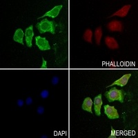 Histone Deacetylase 1 antibody