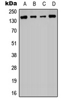 Histone Deacetylase 6 Rabbit Polyclonal Antibody