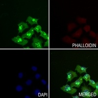 HDGFRP3 antibody