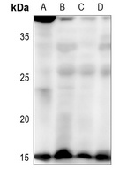 HEN1/2 Antibody