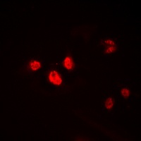 HEN1/2 antibody