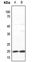 Histone H2B Rabbit Polyclonal Antibody