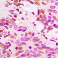 Histone H3 Antibody