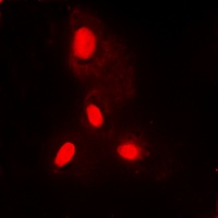 Histone H3 antibody