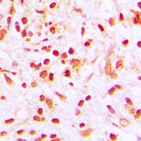 Anti-Histone H4 (Acetyl-K8) Antibody
