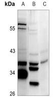 HLA-H Antibody