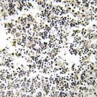 Anti-CD179b Antibody