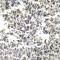 CD179b antibody