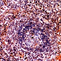 Anti-CD179b Antibody