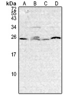 IL-3 Antibody