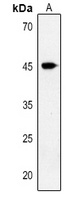Inhibin beta B Antibody