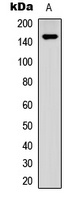 SHIP1 (Phospho-Y1021) Antibody