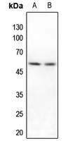 IRX3 Antibody